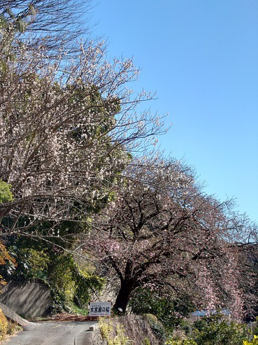 河津桜・大宮瀬の桜の開花状況です！〜2022.2.5～