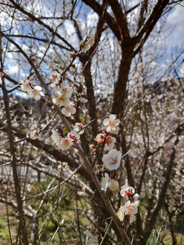 河津桜・大宮瀬の桜の開花状況です！〜2022.2.5～