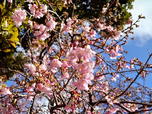 河津桜・大宮瀬の桜の開花状況です！〜2022.2.5～