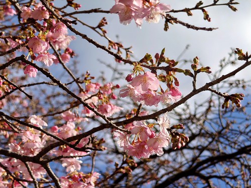 河津桜・大宮瀬の桜の開花状況です！〜2022.2.5～