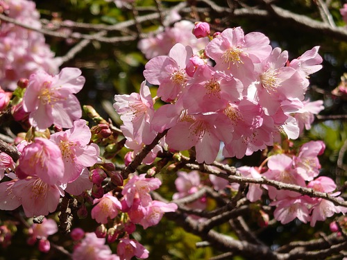 河津桜・大宮瀬の桜の開花状況です！〜2022.2.5～