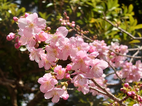 河津桜・大宮瀬の桜の開花状況です！〜2022.2.5～