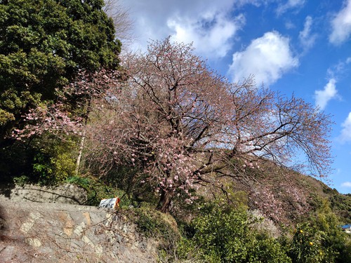 河津桜・大宮瀬の桜の開花状況です！〜2022.2.5～