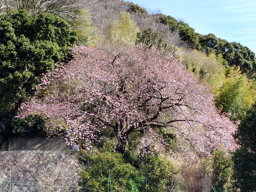 河津桜・大宮瀬の桜 良い感じになってきました！