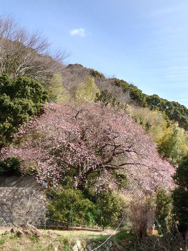 河津桜・大宮瀬の桜 良い感じになってきました！