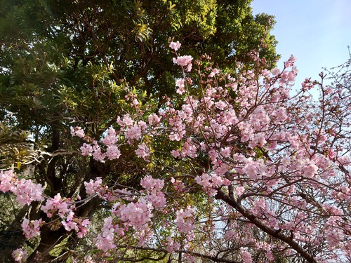 河津桜・大宮瀬の桜 良い感じになってきました！