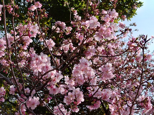 河津桜・大宮瀬の桜 良い感じになってきました！