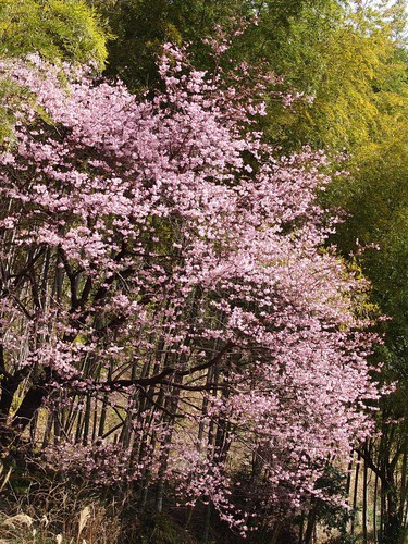 河津桜・大宮瀬の桜 良い感じになってきました！