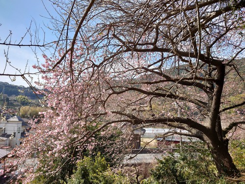 河津桜・大宮瀬の桜 良い感じになってきました！