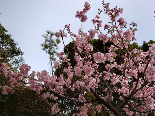 河津桜・大宮瀬の桜が見頃になりました！ 夜桜ライトアップも始まります！