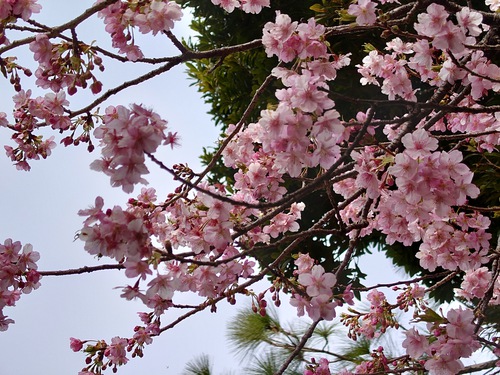 河津桜・大宮瀬の桜が見頃になりました！ 夜桜ライトアップも始まります！