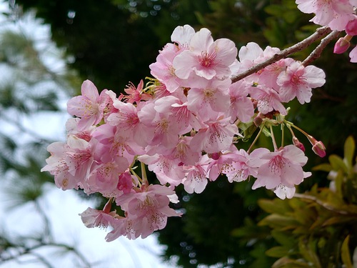 河津桜・大宮瀬の桜が見頃になりました！ 夜桜ライトアップも始まります！
