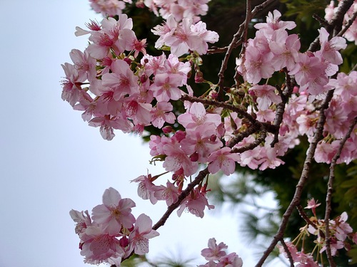 河津桜・大宮瀬の桜が見頃になりました！ 夜桜ライトアップも始まります！
