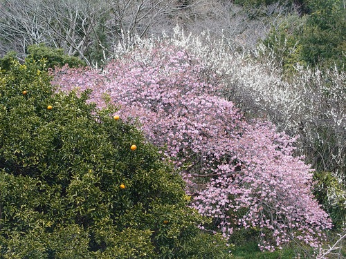 トリコロールな河津桜の風景！