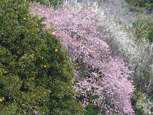 トリコロールな河津桜の風景！