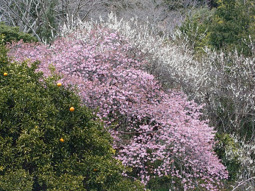 トリコロールな河津桜の風景！