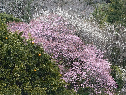 トリコロールな河津桜の風景！