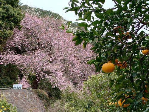 トリコロールな河津桜の風景！