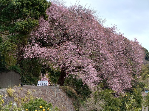 河津桜・大宮瀬の桜が見頃になりました！ 夜桜ライトアップも始まります！