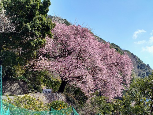 河津桜開花情報！～大宮瀬の桜・満開です！2022.2.27～♪