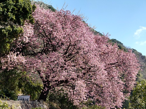 河津桜開花情報！～大宮瀬の桜・満開です！2022.2.27～♪