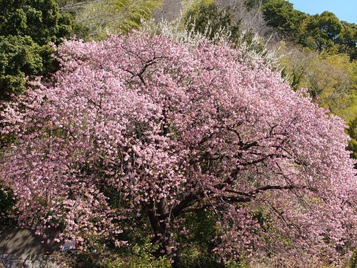 河津桜開花情報！～大宮瀬の桜・満開です！2022.2.27～♪