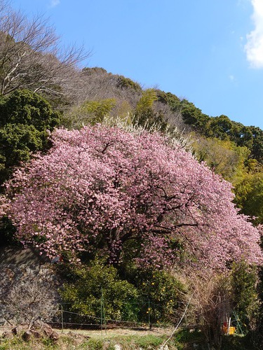 河津桜開花情報！～大宮瀬の桜・満開です！2022.2.27～♪
