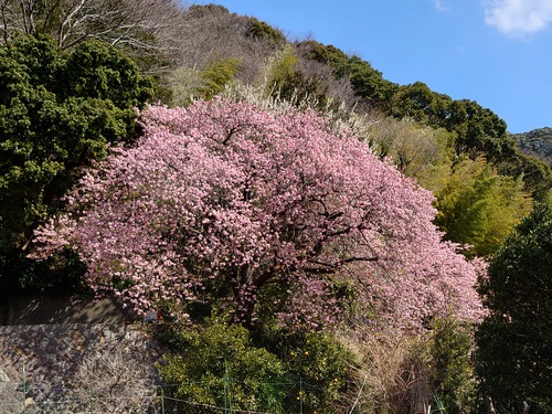 河津桜開花情報！～大宮瀬の桜・満開です！2022.2.27～♪