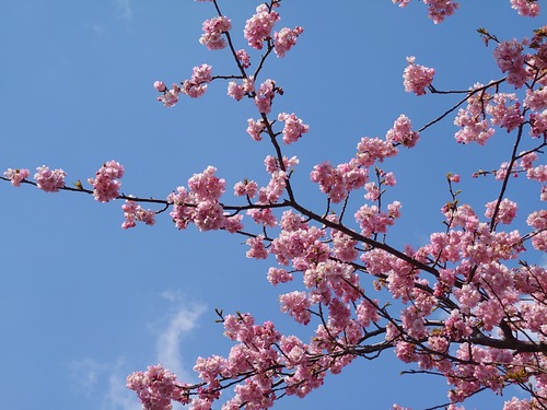 河津桜開花情報！～大宮瀬の桜・満開です！2022.2.27～♪