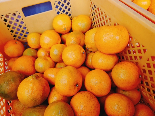 河津産ポンカンの収穫をしました！