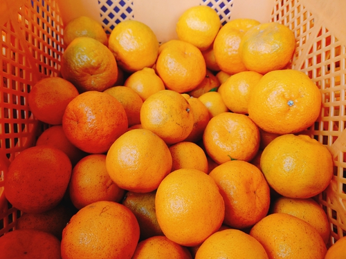 河津産ポンカンの収穫をしました！