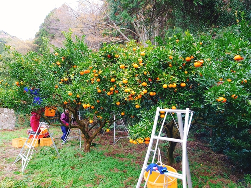 河津産ポンカンの収穫をしました！