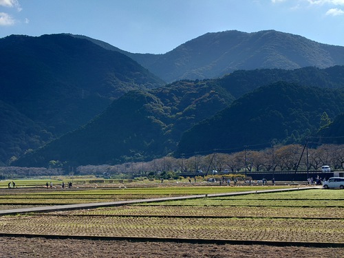 松崎・田んぼをつかった花畑！種まきイベントに参加しました！
