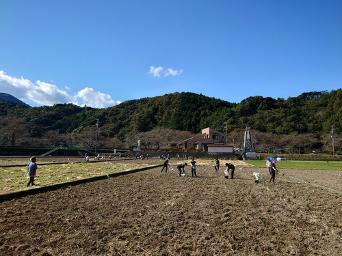 松崎・田んぼをつかった花畑！種まきイベントに参加しました！