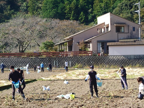 松崎・田んぼをつかった花畑！種まきイベントに参加しました！
