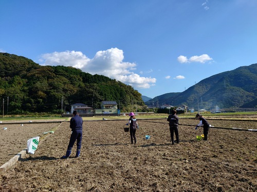 松崎・田んぼをつかった花畑！種まきイベントに参加しました！