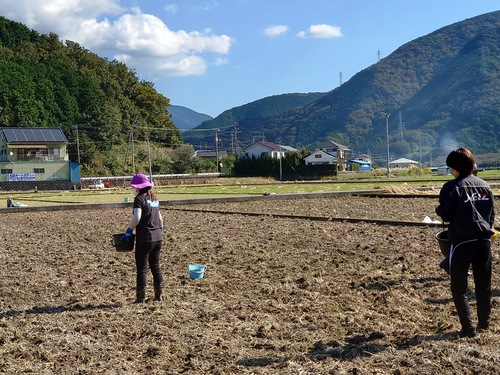 松崎・田んぼをつかった花畑！種まきイベントに参加しました！