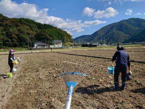 松崎・田んぼをつかった花畑！種まきイベントに参加しました！