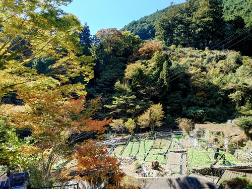 紅葉の有東木のわさび田と清流！
