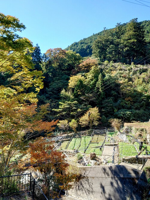 紅葉の有東木のわさび田と清流！