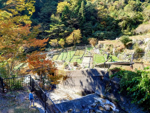 紅葉の有東木のわさび田と清流！