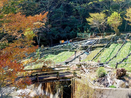 紅葉の有東木のわさび田と清流！
