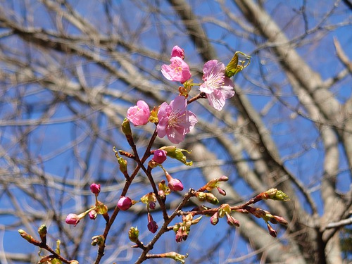 山の畑の河津桜が咲き始めました！