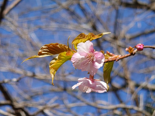 山の畑の河津桜が咲き始めました！