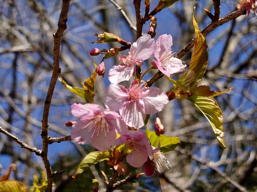山の畑の河津桜が咲き始めました！