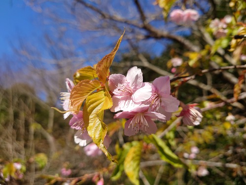 山の畑の河津桜が咲き始めました！