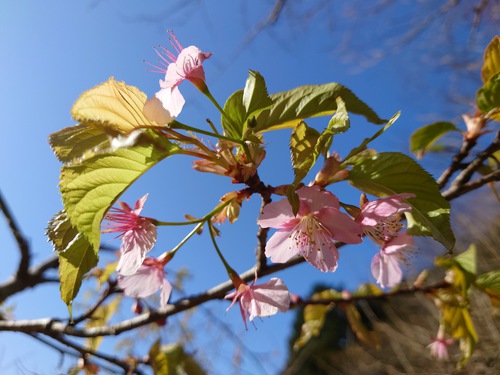 山の畑の河津桜が咲き始めました！