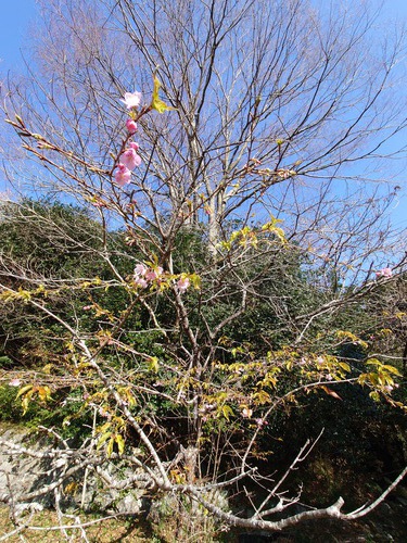 山の畑の河津桜が咲き始めました！