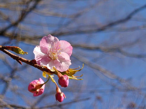 山の畑の河津桜が咲き始めました！