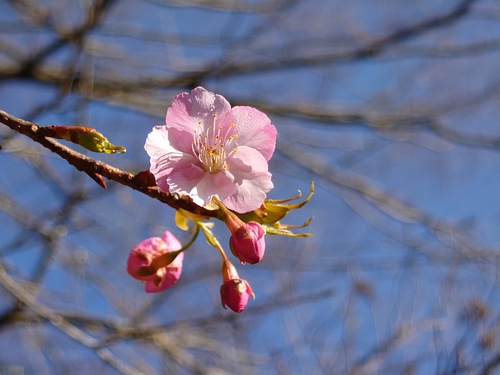 山の畑の河津桜が咲き始めました！